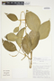 Philodendron aurantiifolium image