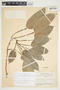 Philodendron aurantiifolium image