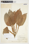 Philodendron aurantiifolium image