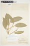 Philodendron aurantiifolium image