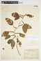 Philodendron aurantiifolium image