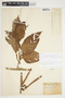 Philodendron aurantiifolium image
