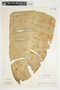 Philodendron auriculatum image