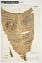 Philodendron auriculatum image