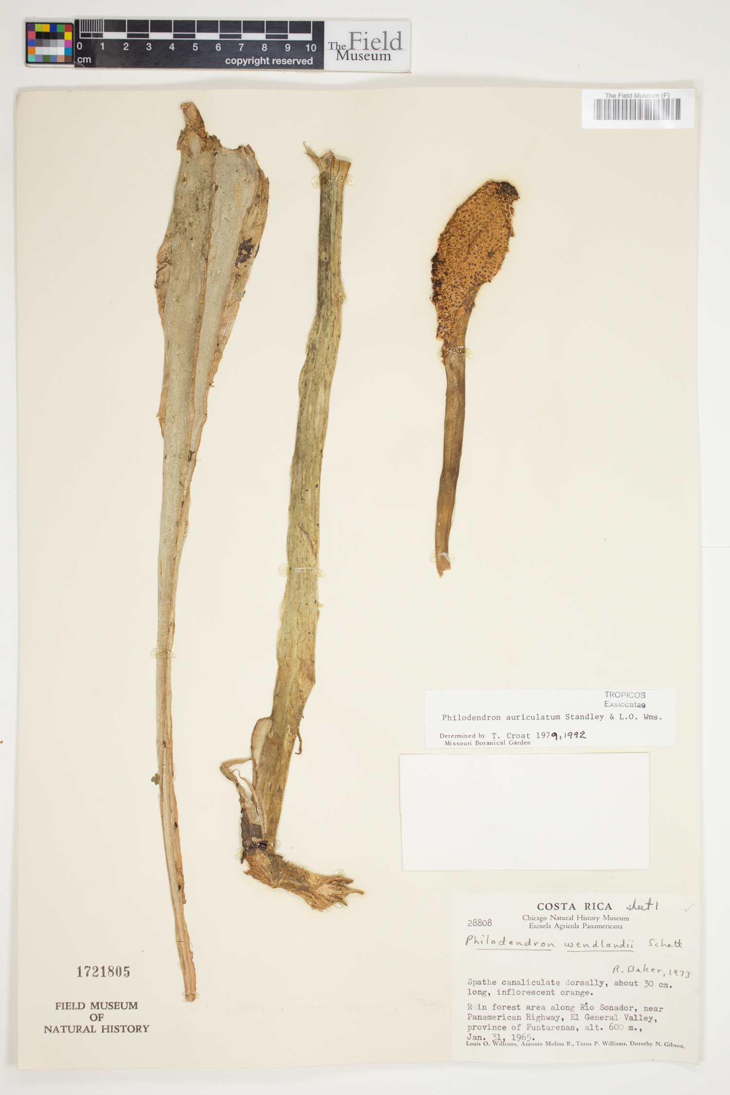 Philodendron auriculatum image