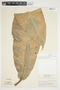 Philodendron auriculatum image