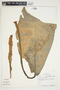 Philodendron auriculatum image