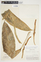 Philodendron auriculatum image