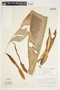 Philodendron auriculatum image