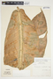 Philodendron auriculatum image