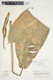 Philodendron auriculatum image