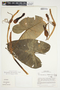 Philodendron brevispathum image