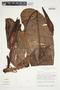 Philodendron brunneicaule image