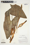 Philodendron brevispathum image