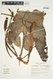 Philodendron brevispathum image