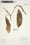 Philodendron bakeri image