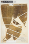 Philodendron brenesii image