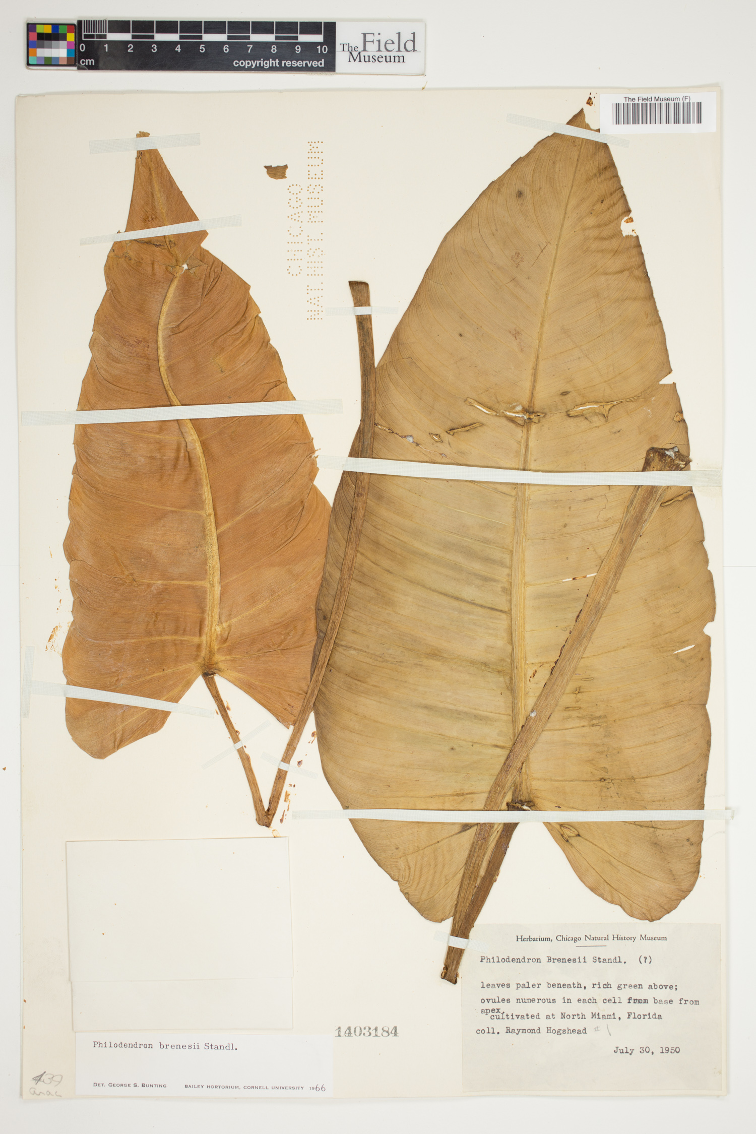 Philodendron brenesii image