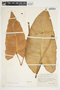 Philodendron brenesii image