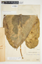 Philodendron brenesii image