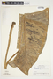 Philodendron brenesii image