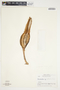 Philodendron brenesii image