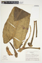 Philodendron brenesii image