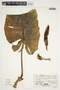 Philodendron brenesii image
