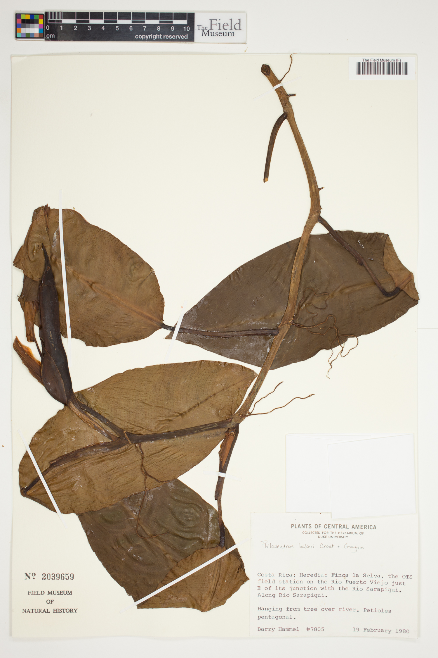 Philodendron bakeri image