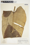 Philodendron brenesii image