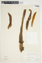 Philodendron brenesii image
