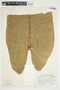 Philodendron brenesii image
