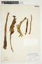 Philodendron brenesii image