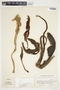 Philodendron brenesii image