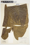Philodendron brenesii image