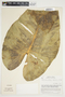 Philodendron brenesii image