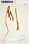 Philodendron brenesii image