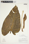 Philodendron brenesii image