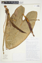 Philodendron brenesii image
