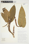 Philodendron brenesii image