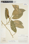 Philodendron burgeri image