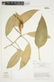 Philodendron burgeri image