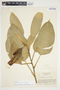 Philodendron burgeri image