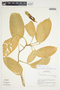 Philodendron burgeri image
