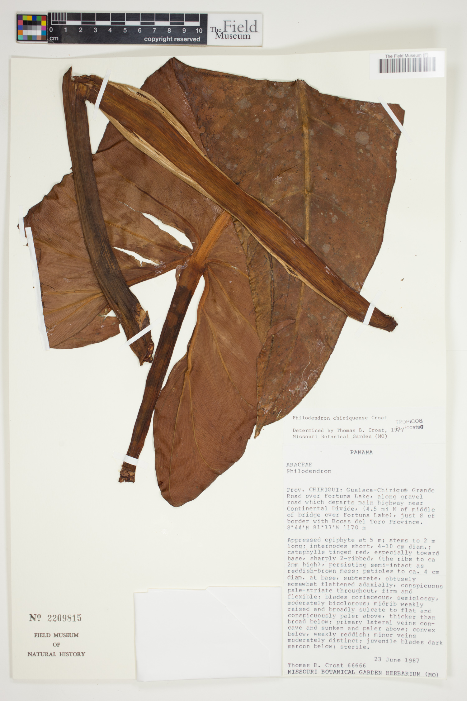 Philodendron chiriquense image