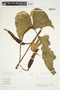 Philodendron cotonense image