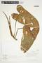 Philodendron cotonense image