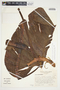 Philodendron crassispathum image