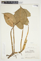 Philodendron crassispathum image
