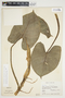 Philodendron crassispathum image